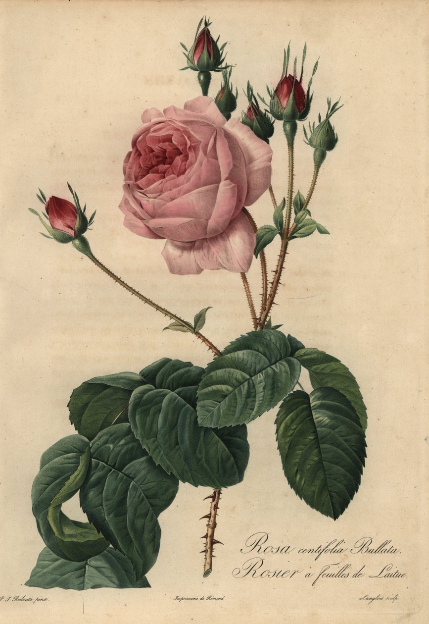 Vaaleanpunainen salaattiruusu Bullata, Rosa centifolia tekijältä Pierre Joseph Redouté