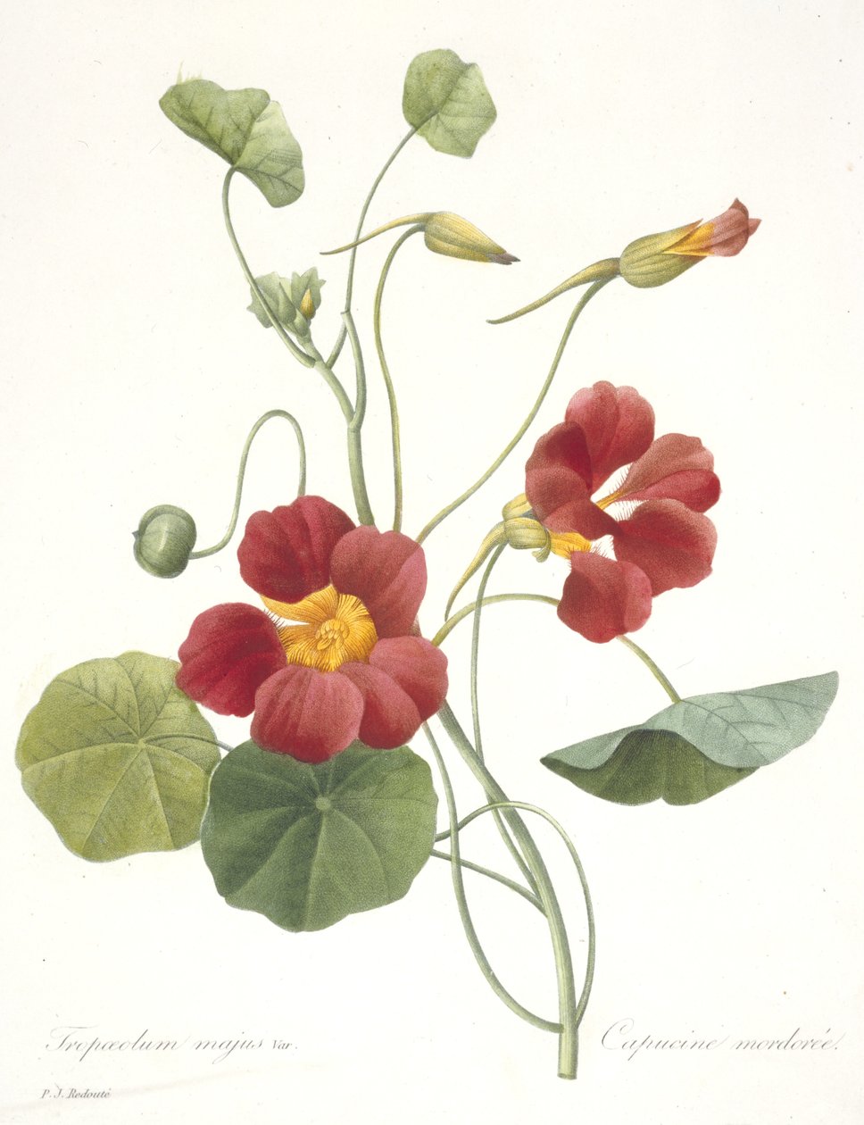 Tropaeolum majus (Nasturtium), 1827 tekijältä Pierre Joseph Redouté