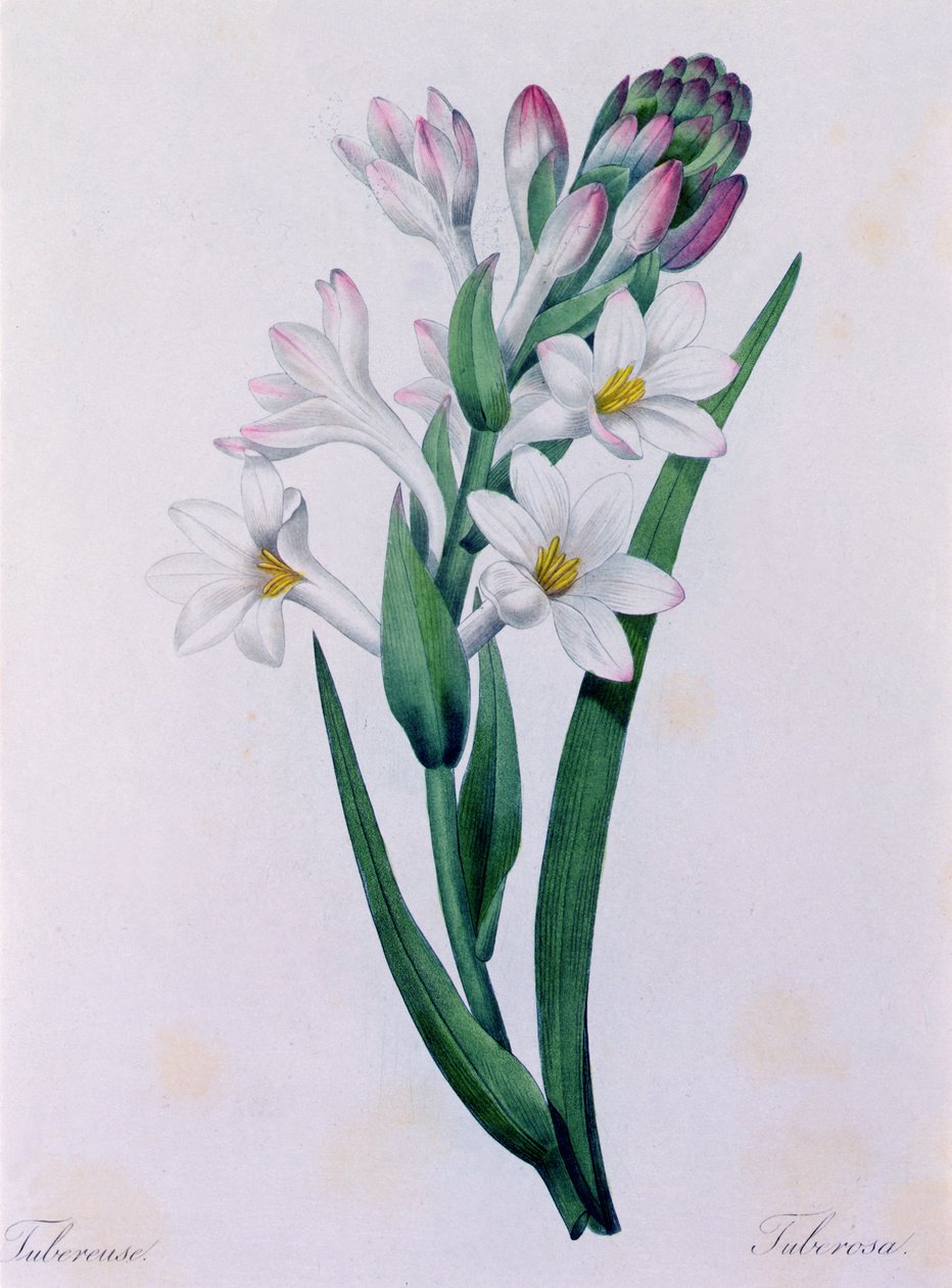 Tuberosa (värillinen kaiverrus) tekijältä Pierre Joseph Redouté