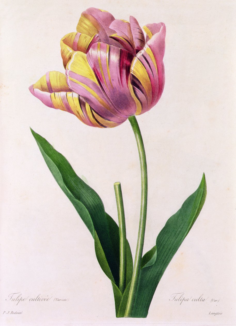 Tulipa Culta (värillinen kaiverrus) tekijältä Pierre Joseph Redouté