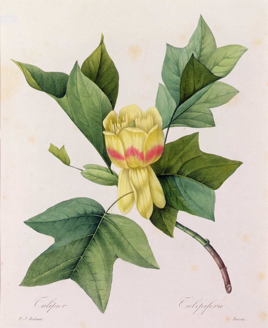 Tulipifera (värillinen kaiverrus) tekijältä Pierre Joseph Redouté