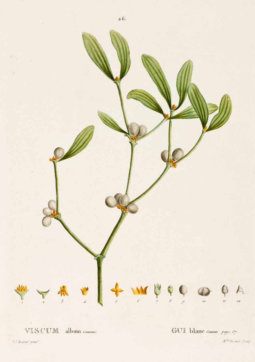 Viscum white L. Misteli, c1800-1830. tekijältä Pierre Joseph Redouté
