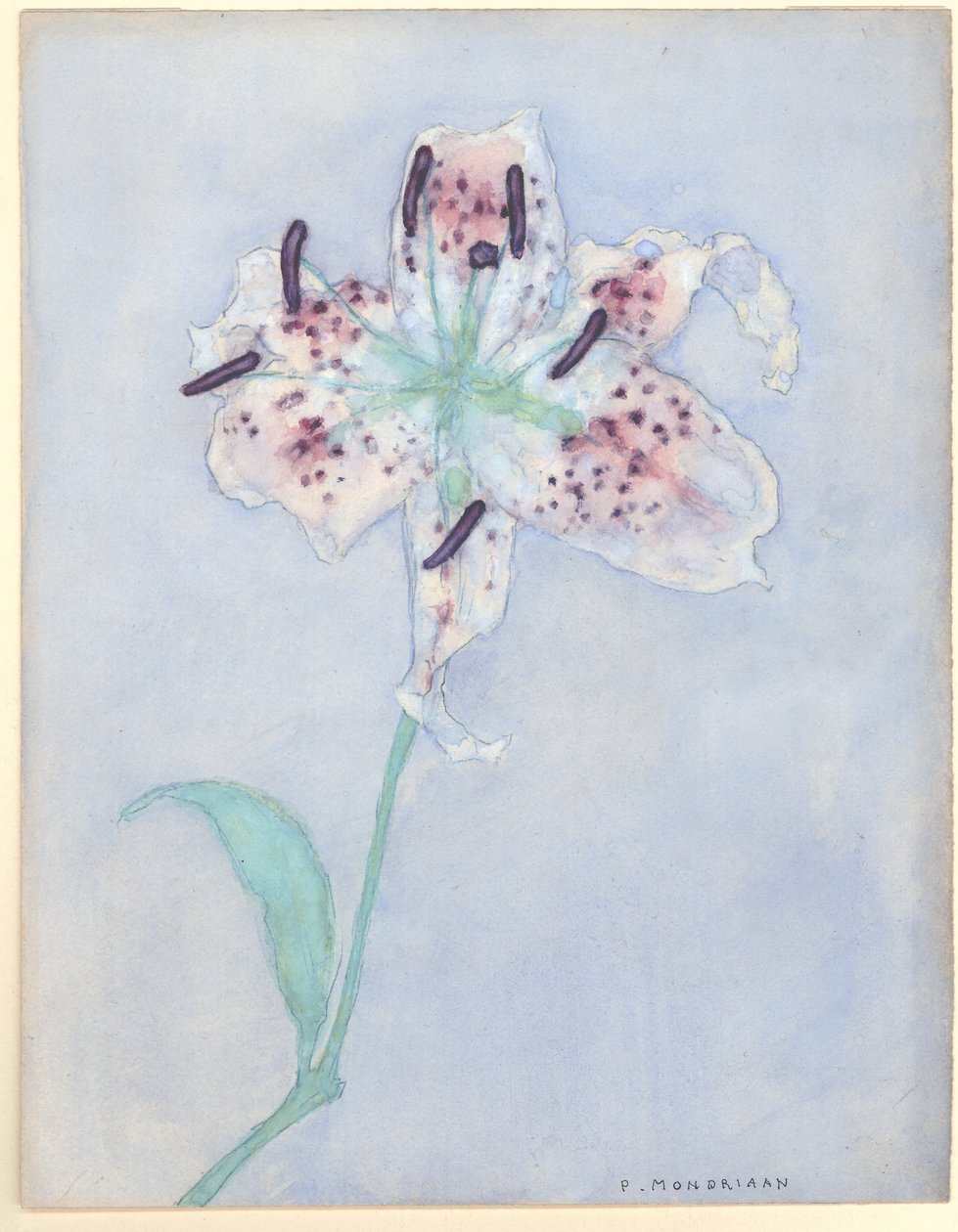 Lily, vuoden 1921 jälkeen (wc paperilla) tekijältä Piet Mondrian