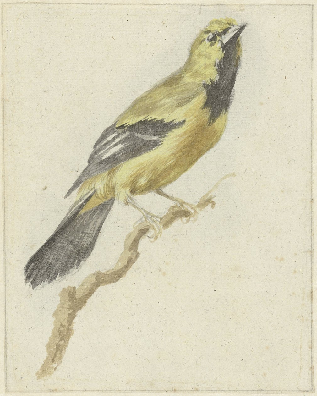 Keltainen orioli (Icterus nigrogularis) tekijältä Pieter Gevers
