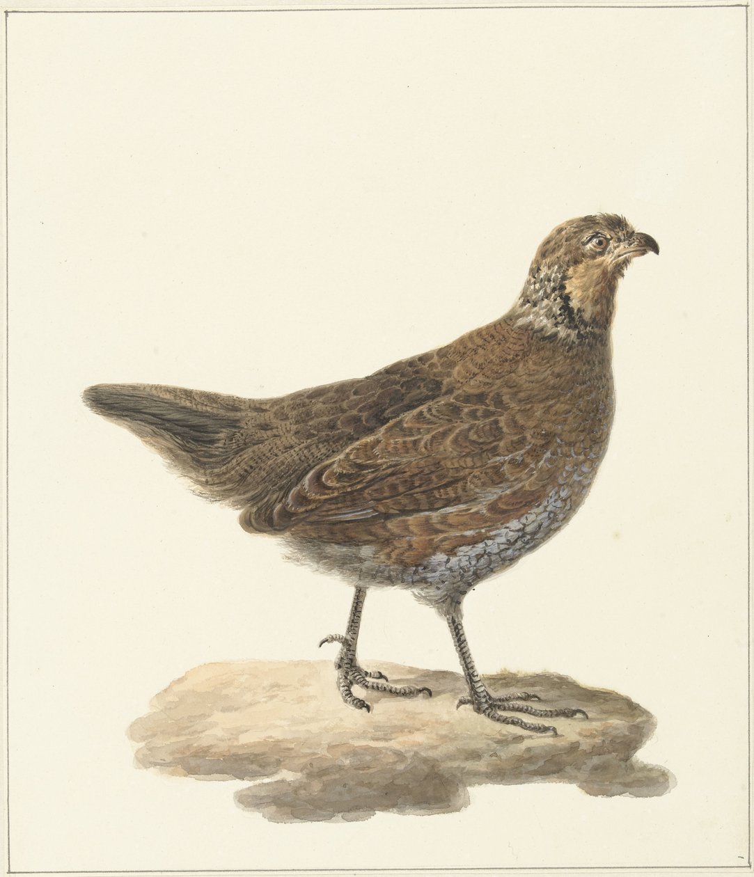 Bobwhite (Colinus virginianus) tekijältä Pieter Pietersz. Barbiers