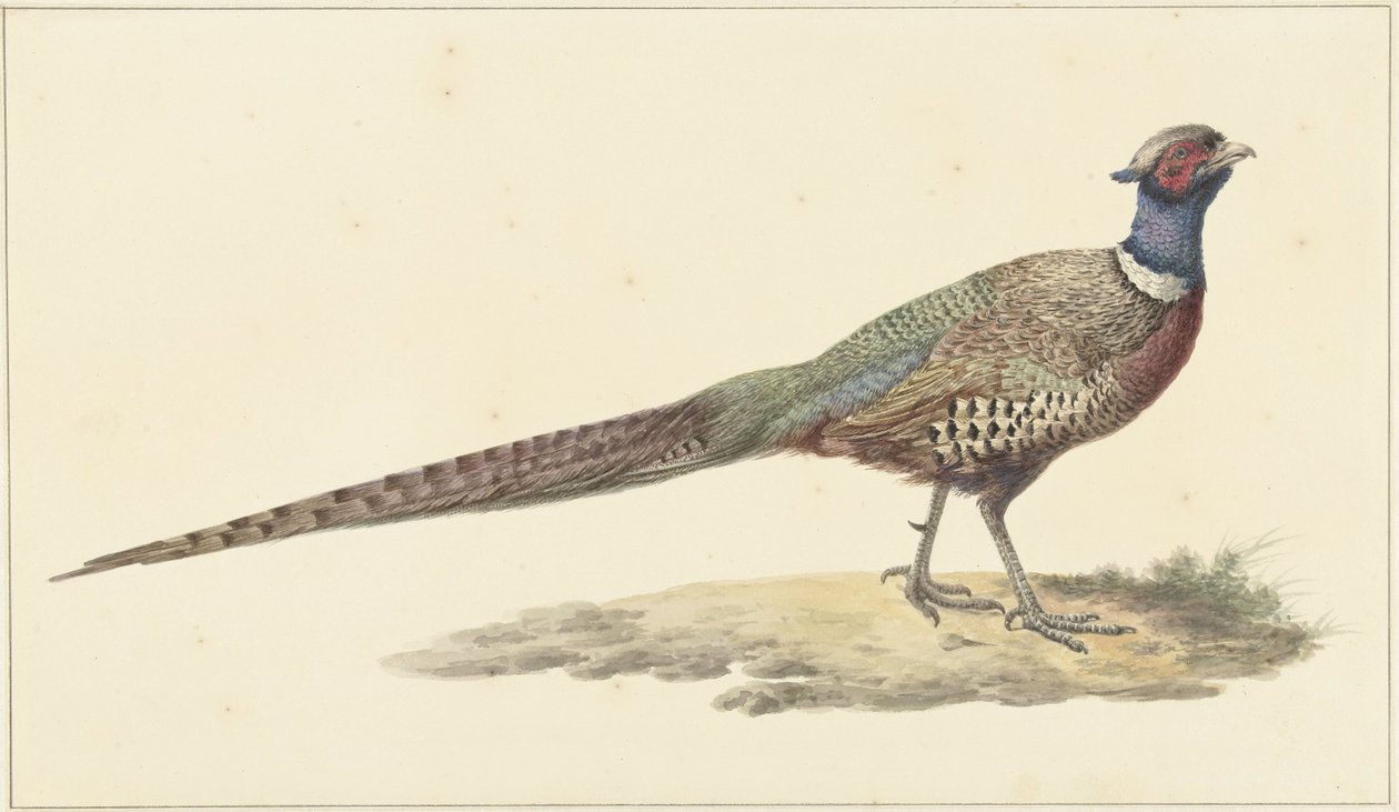 acabat de faisà tekijältä Pieter Pietersz. Barbiers