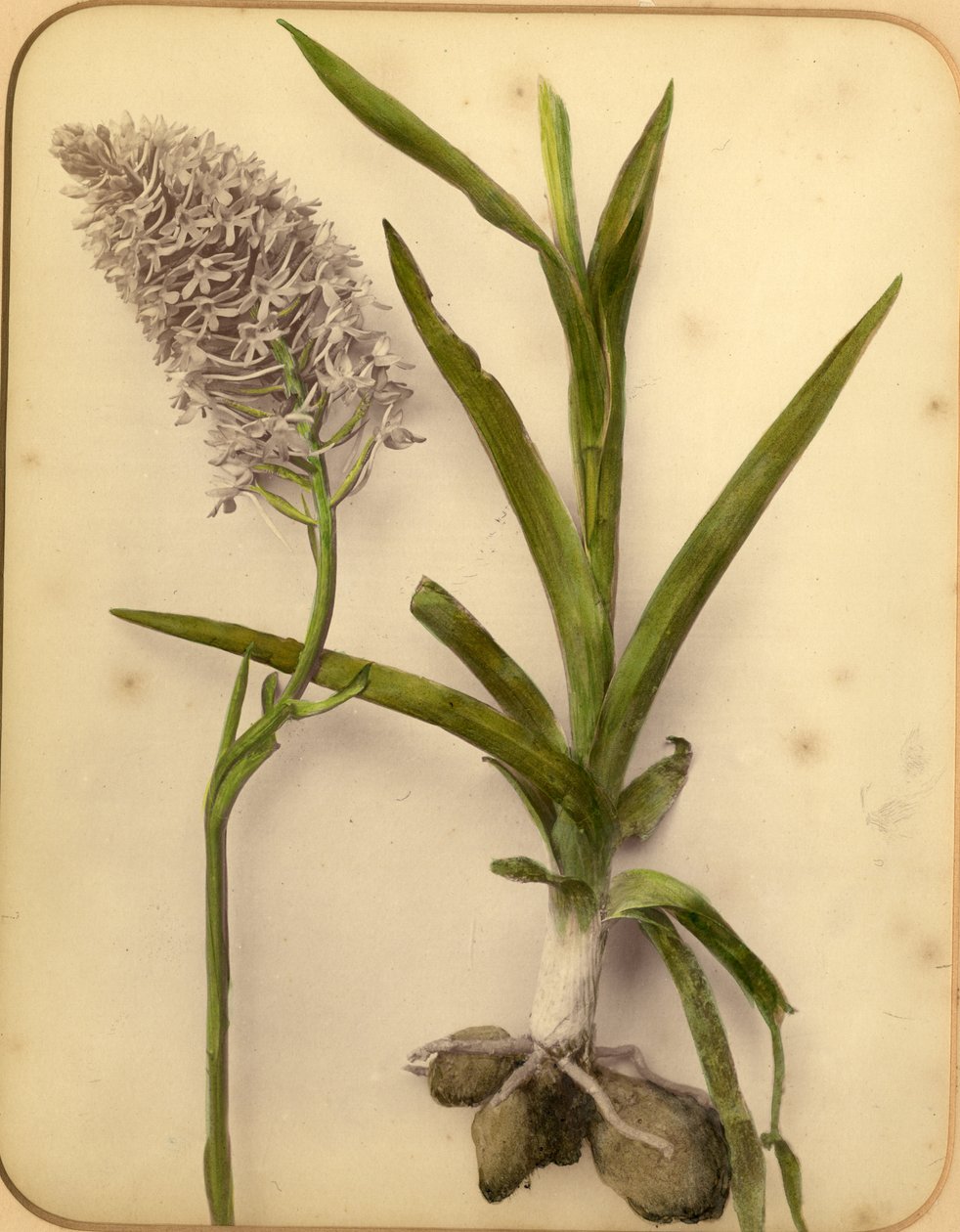 Kukat ja sipuli, 1870-luku (albumiprintti) tekijältä Pietro Guidi