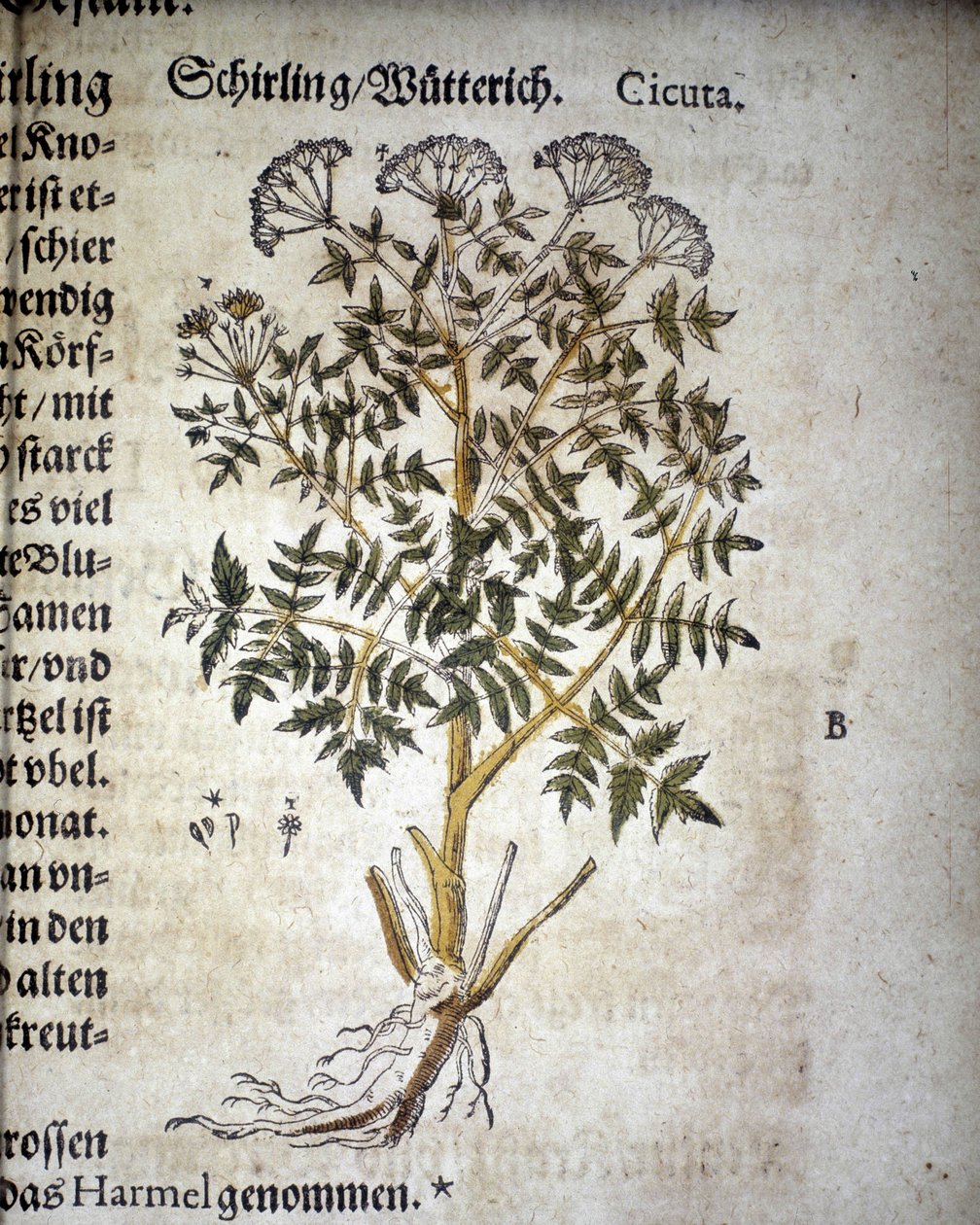 Hemlock - In ""Herbarium Mattioli""". tekijältä Pietro Andrea Mattioli