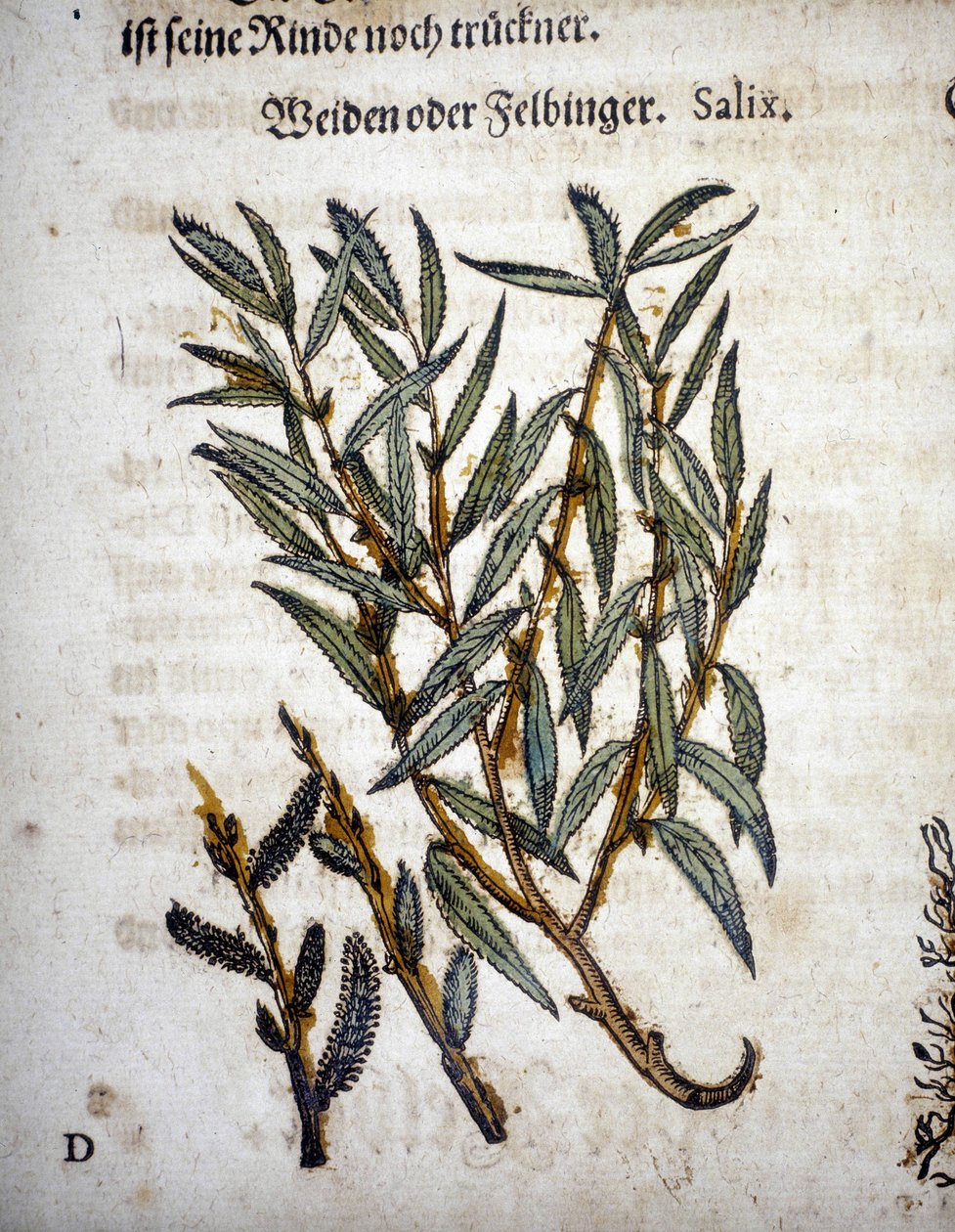 Willow Branch - "" Herbarium mattiolissa"" tekijältä Pietro Andrea Mattioli
