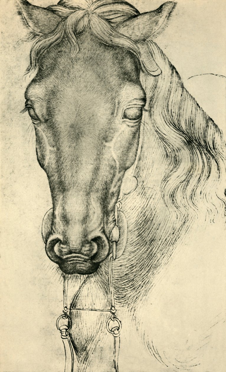 Hevosen pää, c1420-1455, 1943. tekijältä Antonio Pisanello