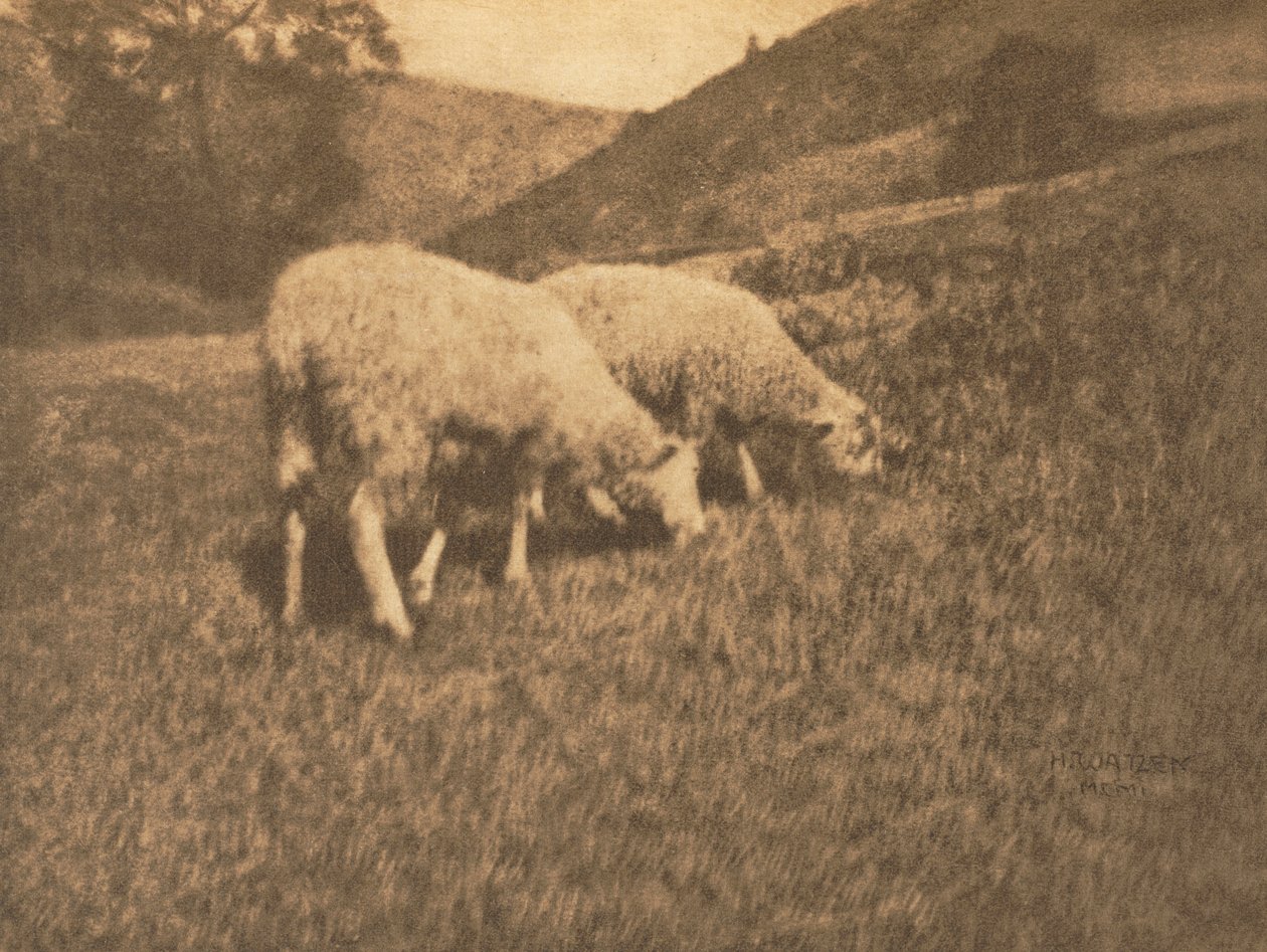 Kameratyö: Lammas, 1906. tekijältä Professor Hans Watzek