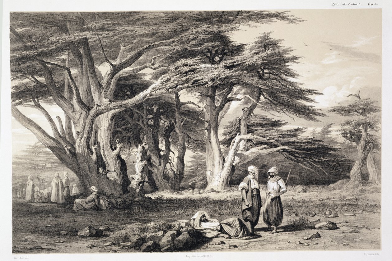 The Cedars of Libanon, kaiverrus Freeman (seepiaprintti) tekijältä Prosper Georges Antoine Marilhat