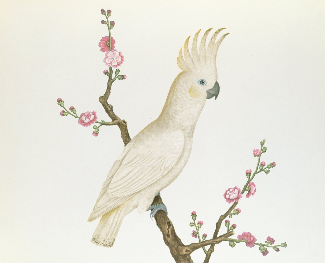 Lesser Lemon Crested Cockatoo, kyydissä kukkivan japonican oksalla, Ch