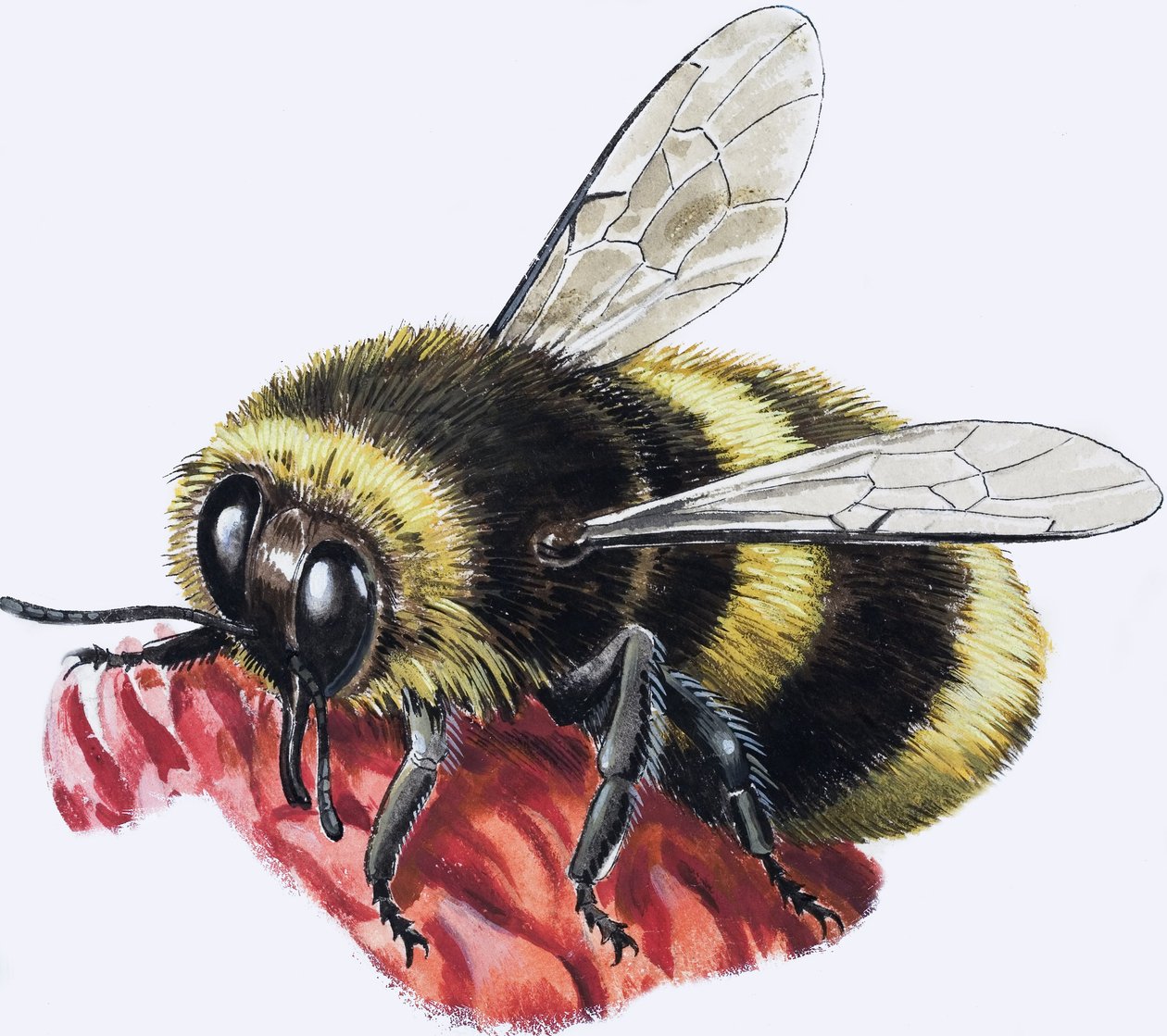 Hunajamehiläinen (guassi paperille) tekijältä R.B. Davis