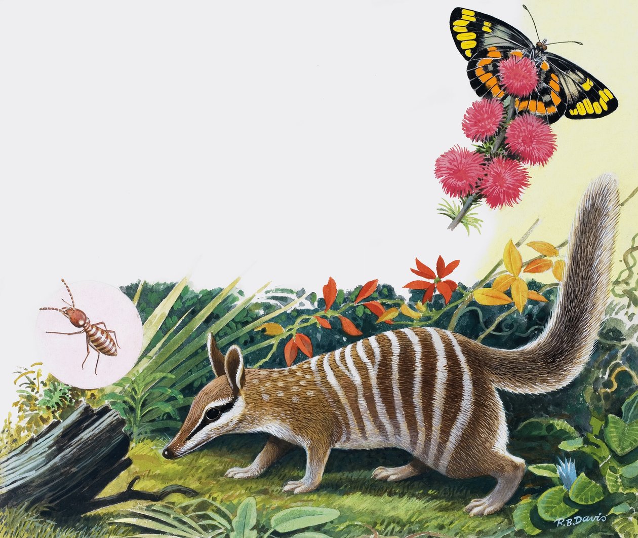 Numbat tekijältä R.B. Davis