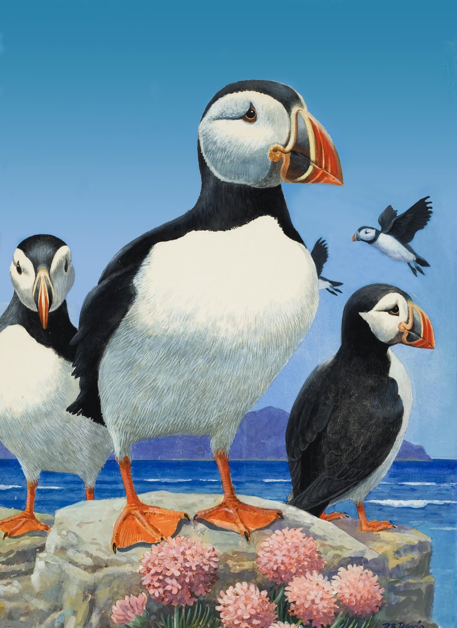 Puffins (guassia paperille) tekijältä R.B. Davis