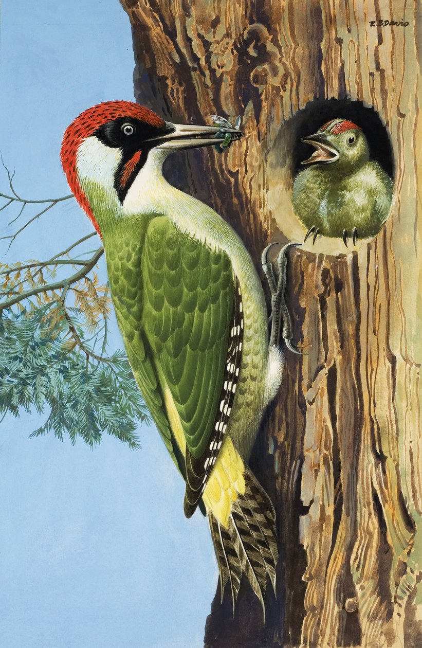 Woodpecker (guassi paperille) tekijältä R.B. Davis