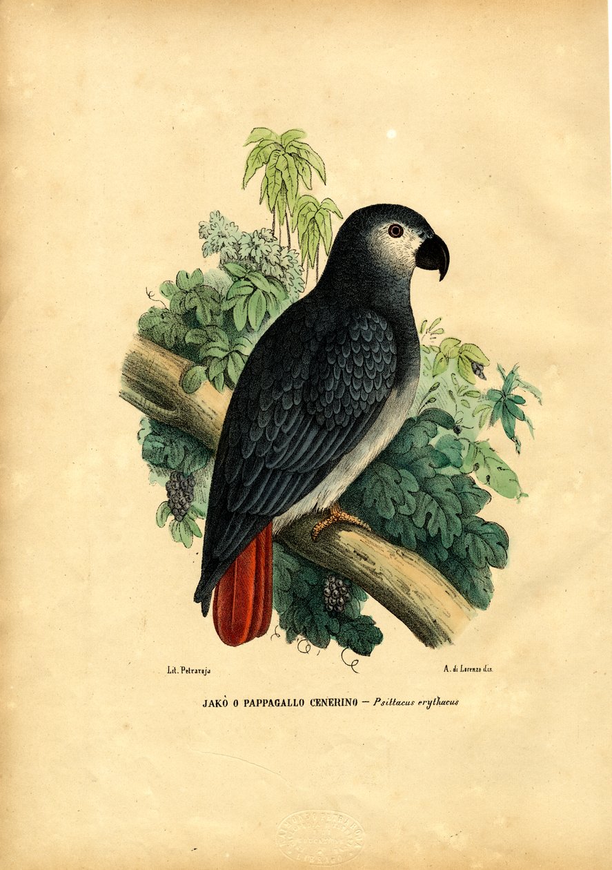 Afrikkalainen harmaa papukaija, 1863-79 tekijältä Raimundo Petraroja