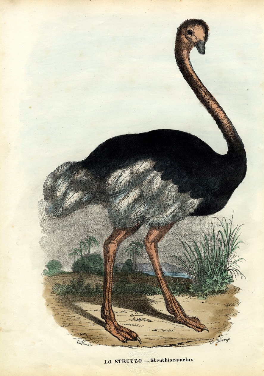 Afrikkalainen strutsi, 1863-79 tekijältä Raimundo Petraroja