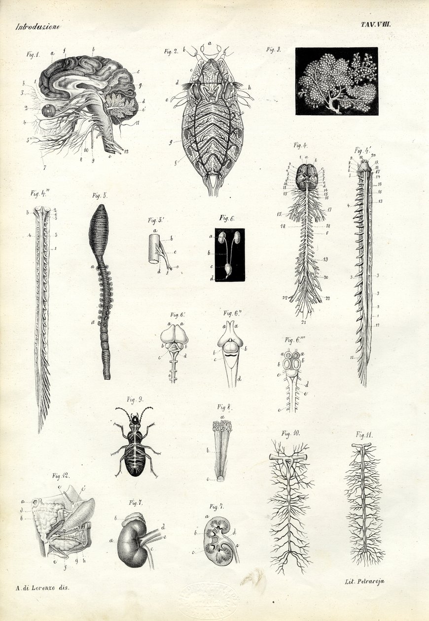 Backbones, 1863-79 tekijältä Raimundo Petraroja