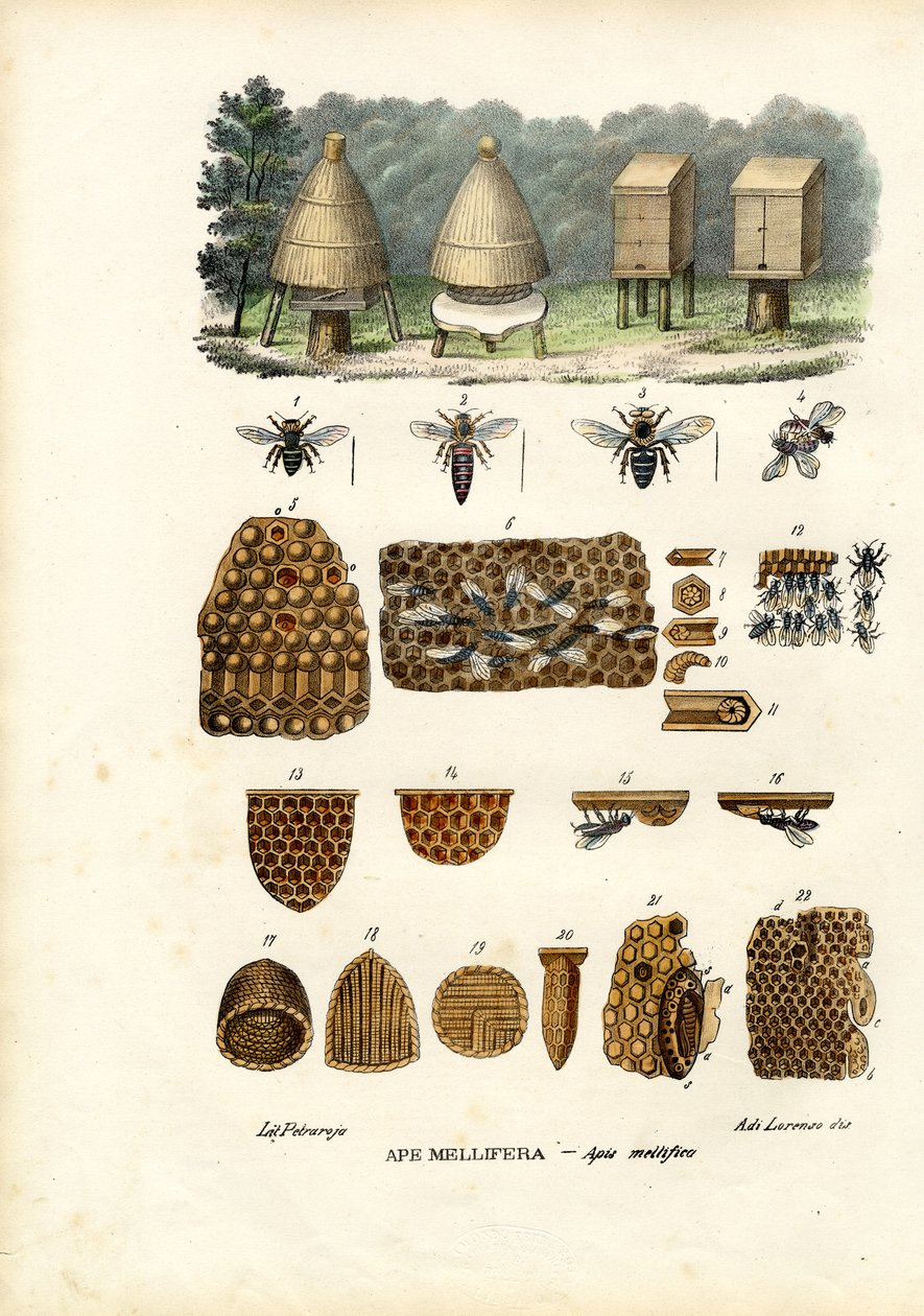 Mehiläiset, 1863-79 tekijältä Raimundo Petraroja