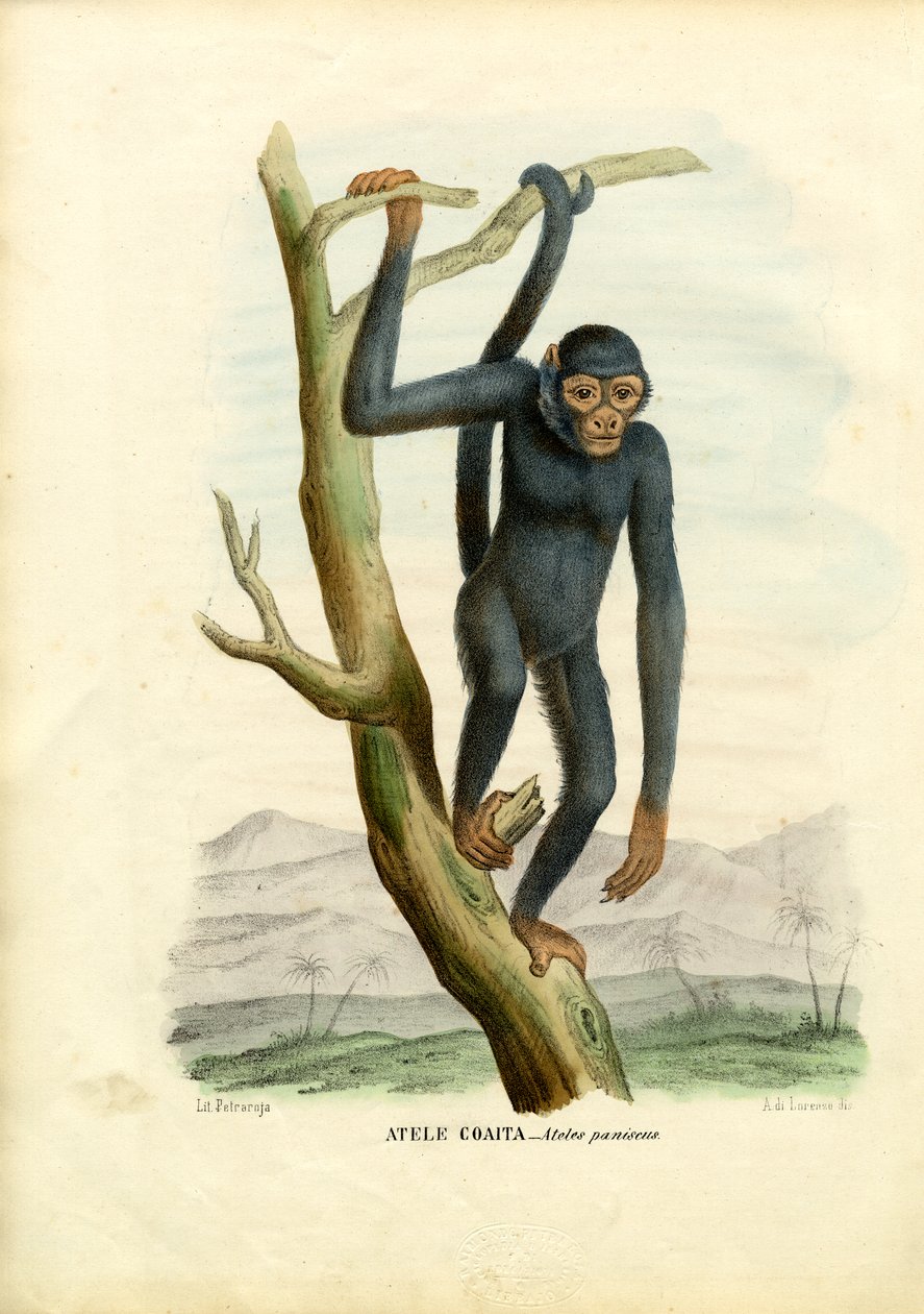 Black Spider Monkey, 1863-79 tekijältä Raimundo Petraroja
