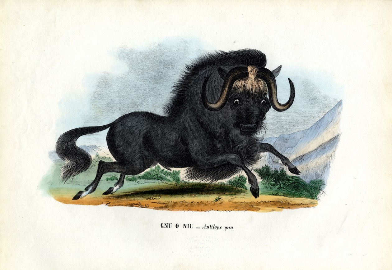 Musta gnuu, 1863-79 tekijältä Raimundo Petraroja