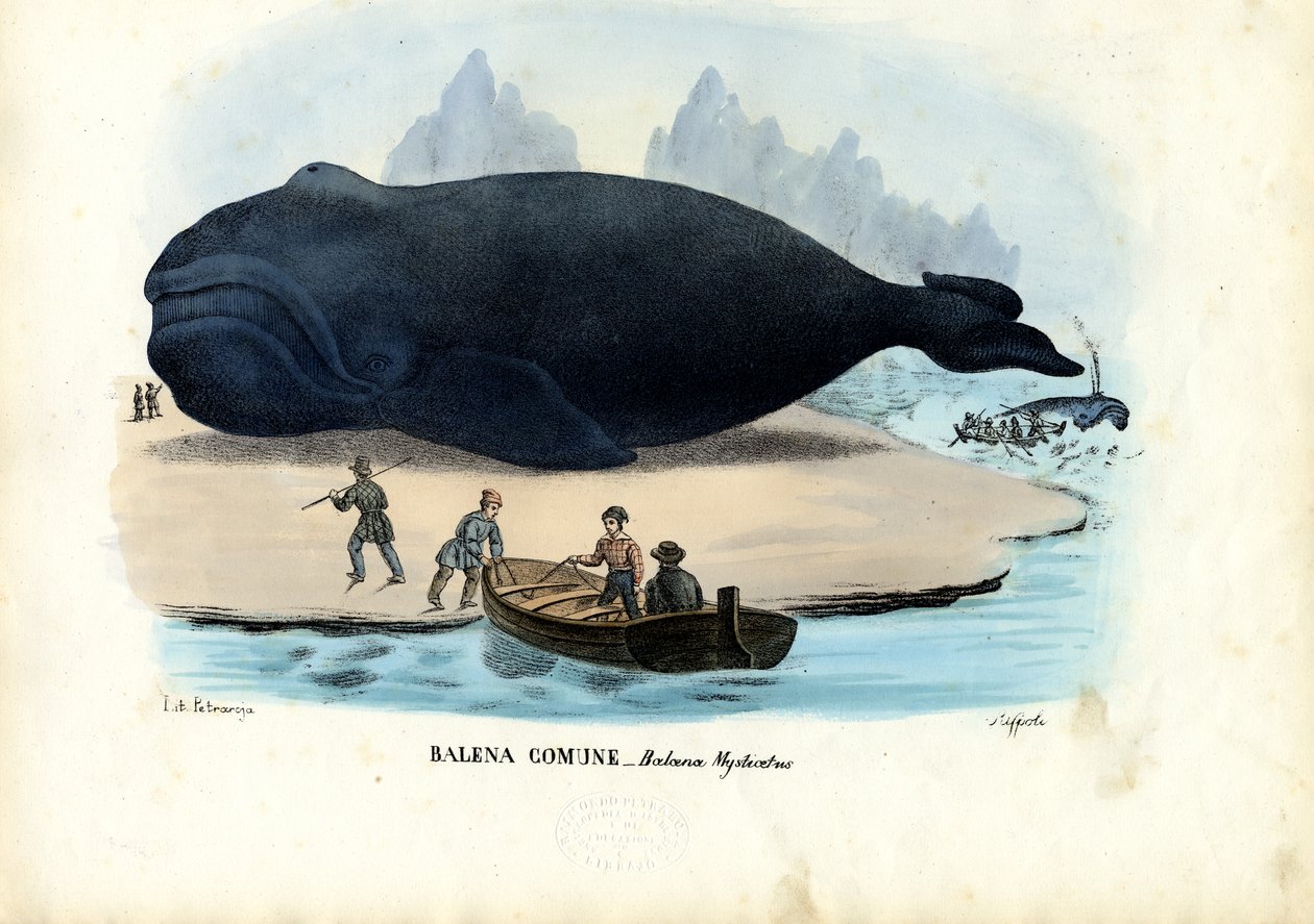 Bowhead Whale, 1863-79 tekijältä Raimundo Petraroja
