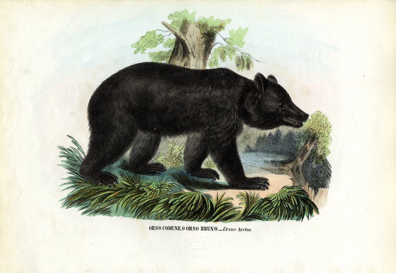 Ruskea karhu, 1863-79 tekijältä Raimundo Petraroja