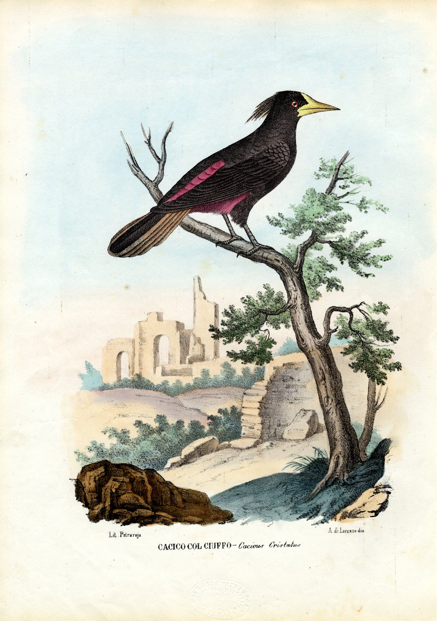 Cacique, 1863-79 tekijältä Raimundo Petraroja
