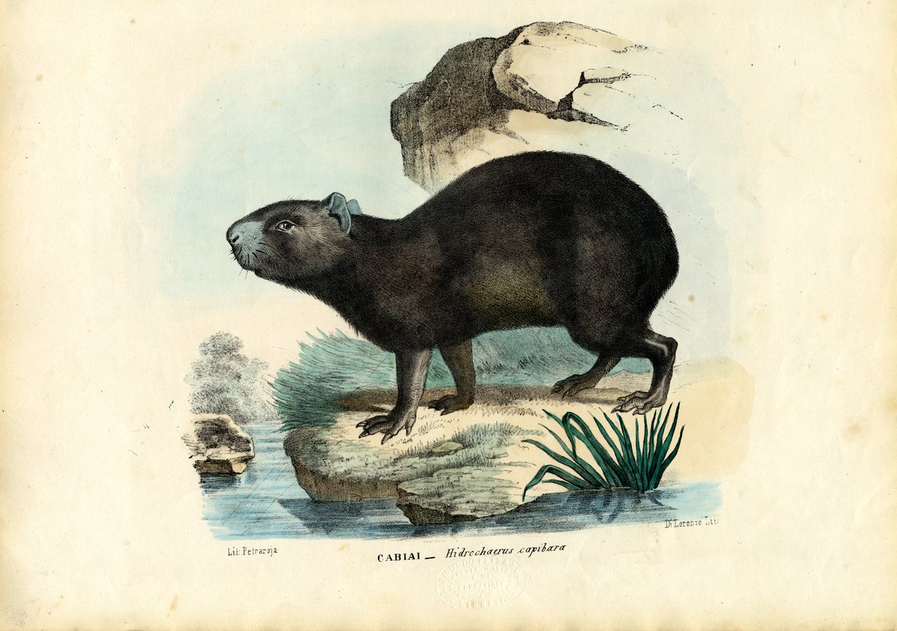Capibara, 1863-79 tekijältä Raimundo Petraroja