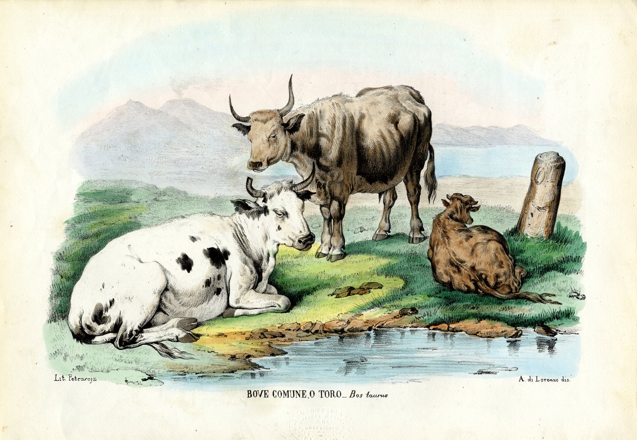 Nauta, 1863-79 tekijältä Raimundo Petraroja
