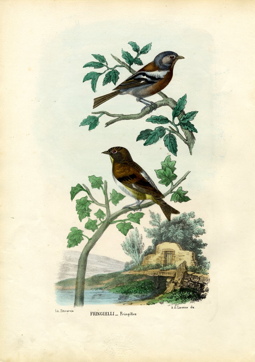 Chaffinch, 1863-79 tekijältä Raimundo Petraroja