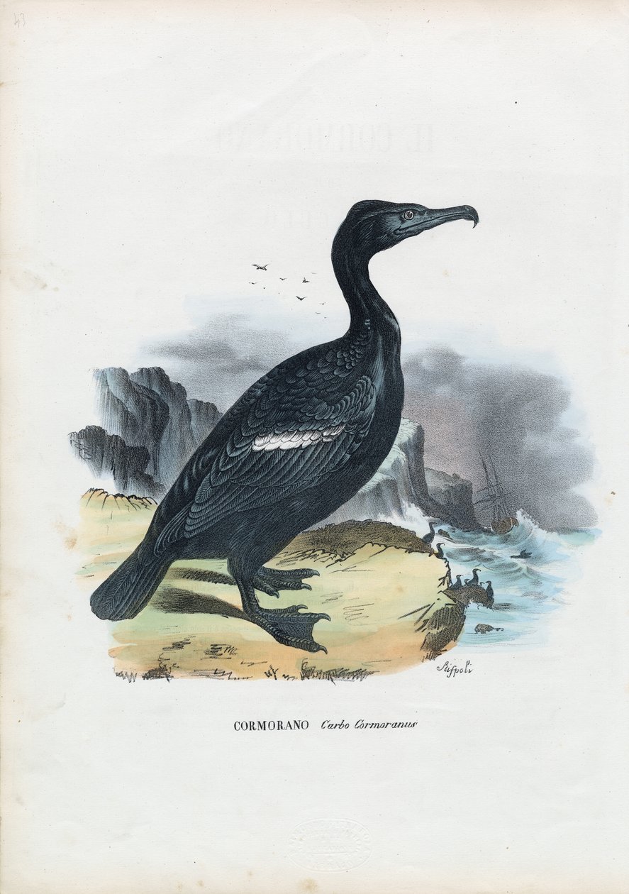 Merimetso, 1863-79 tekijältä Raimundo Petraroja