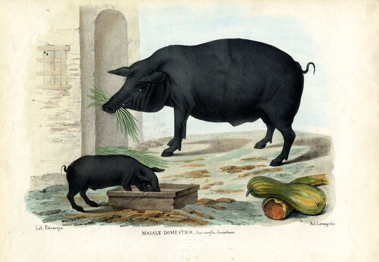 Kotisika, 1863-79 tekijältä Raimundo Petraroja