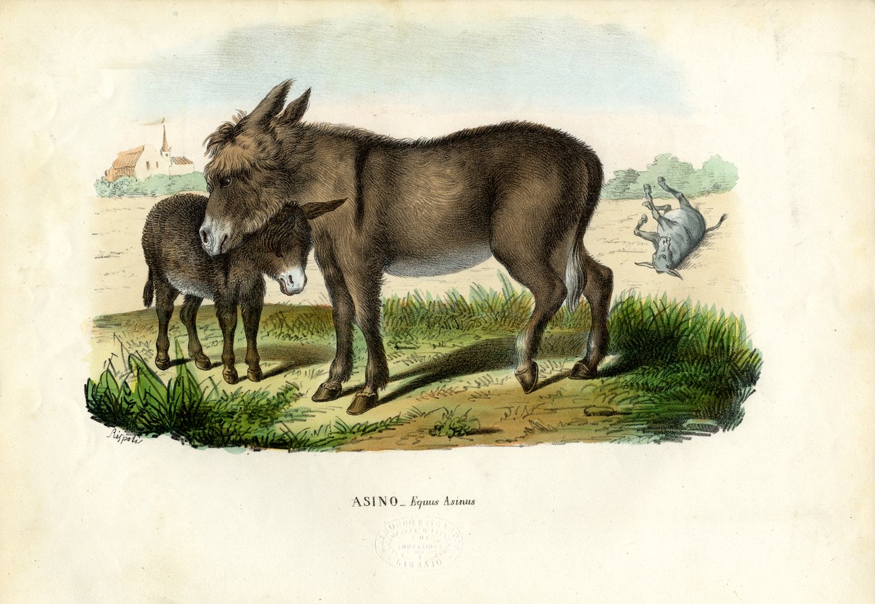 Aasi, 1863-79 tekijältä Raimundo Petraroja