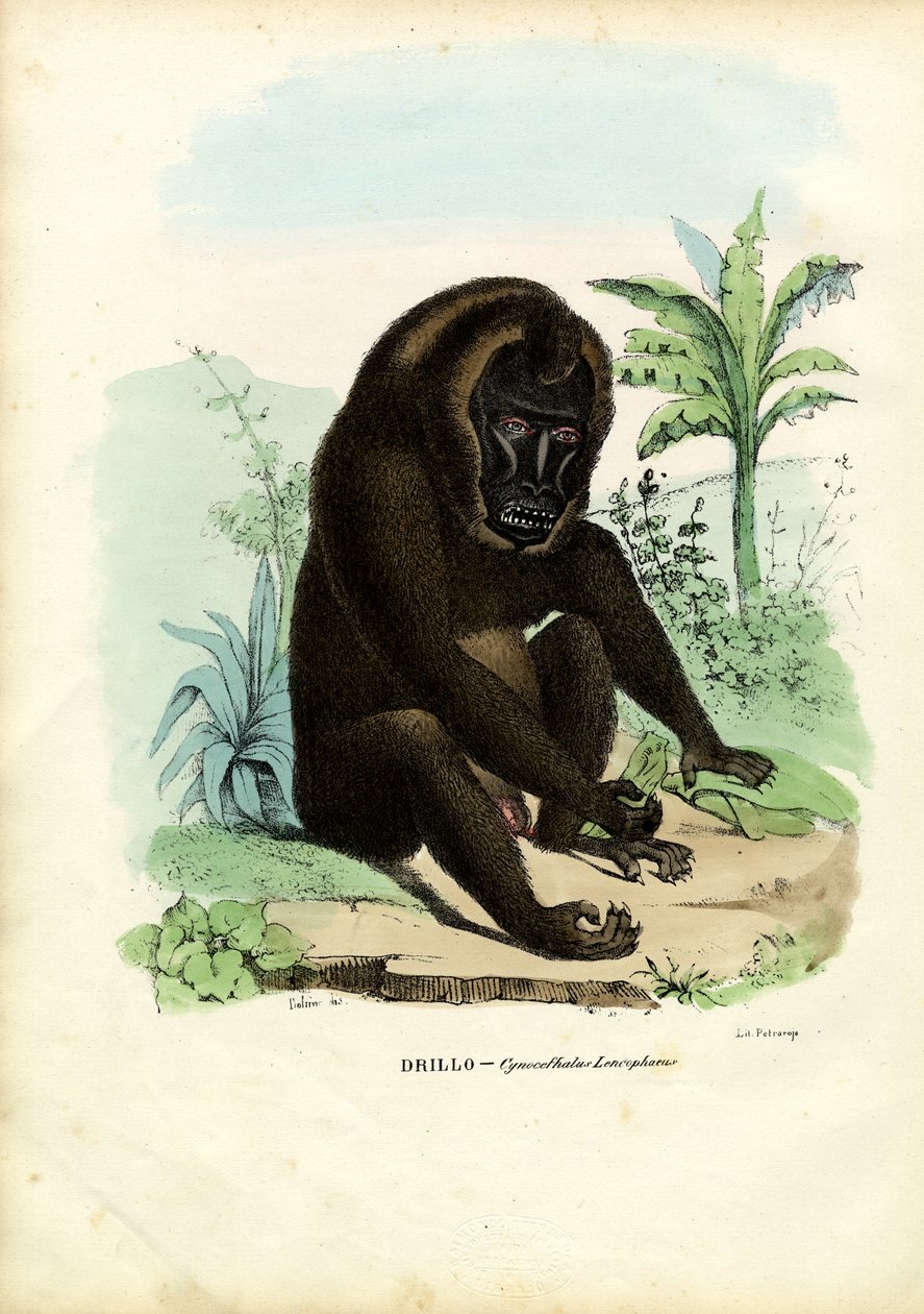Pora, 1863-79 tekijältä Raimundo Petraroja