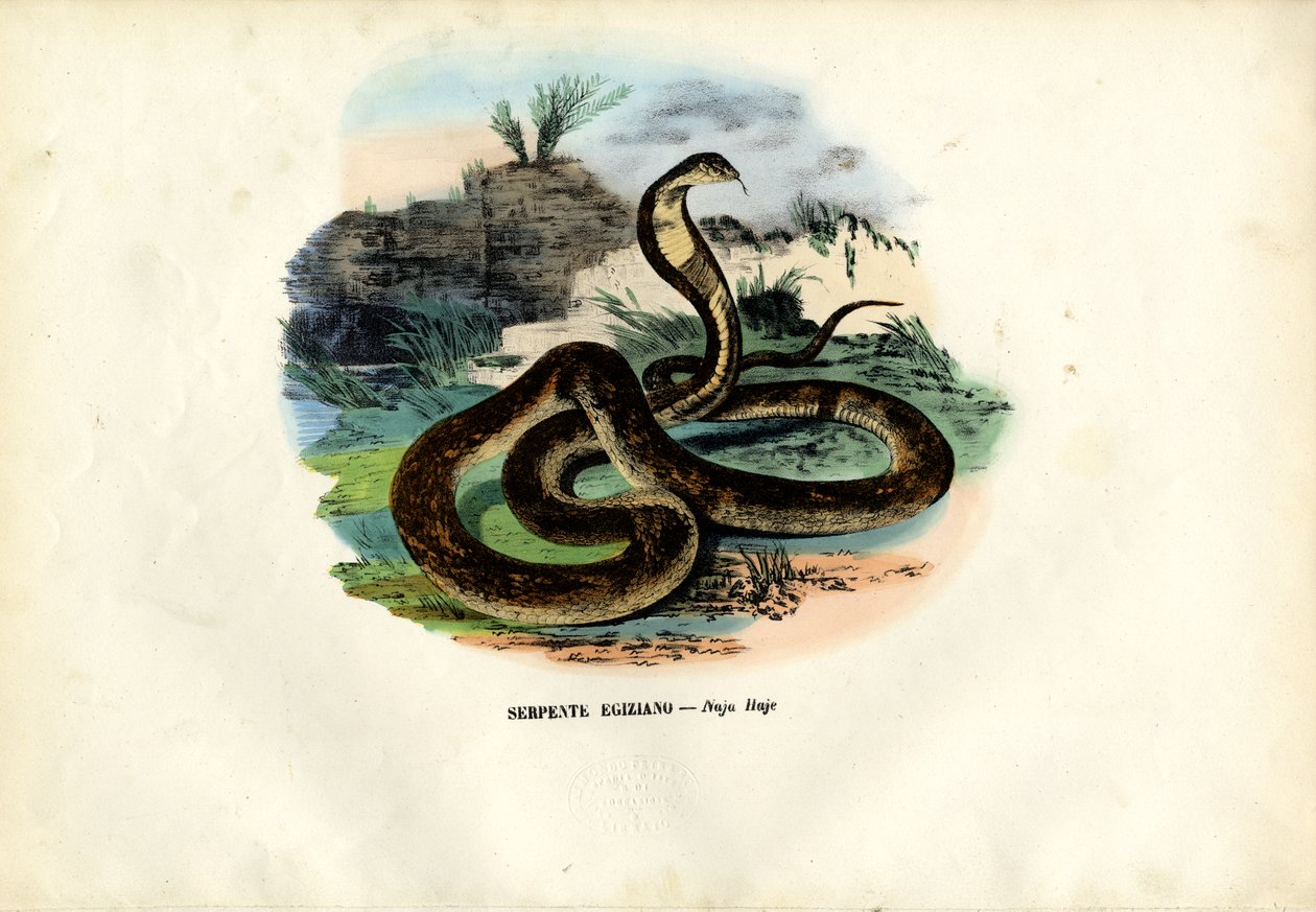 Egyptin kobra, 1863-79 tekijältä Raimundo Petraroja
