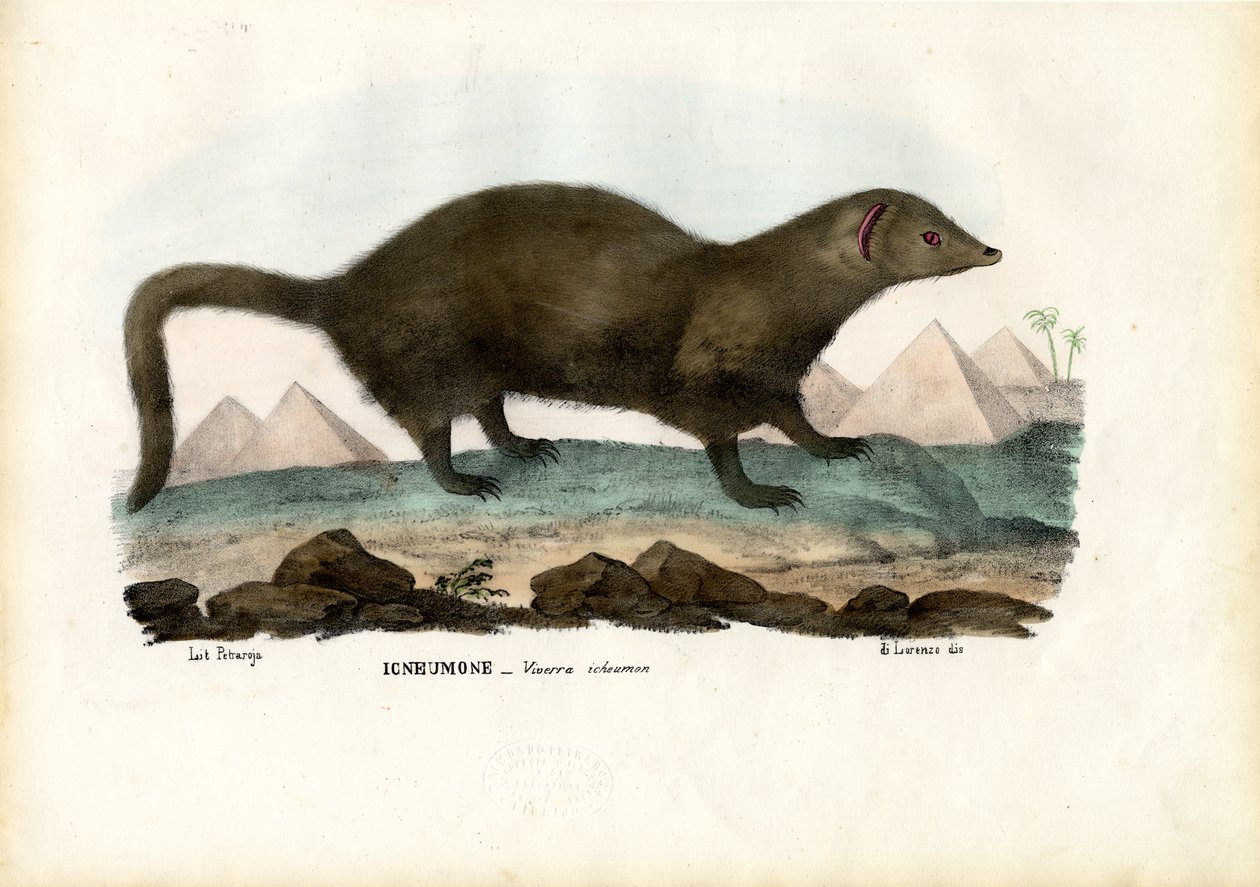 Egyptin Mongoose, 1863-79 tekijältä Raimundo Petraroja