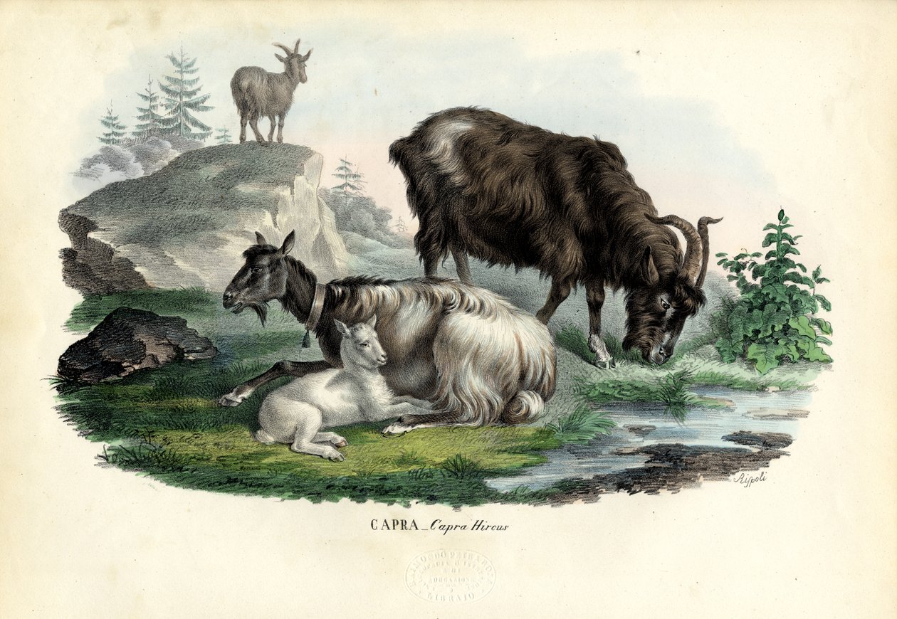 Villi vuohi, 1863-79 tekijältä Raimundo Petraroja
