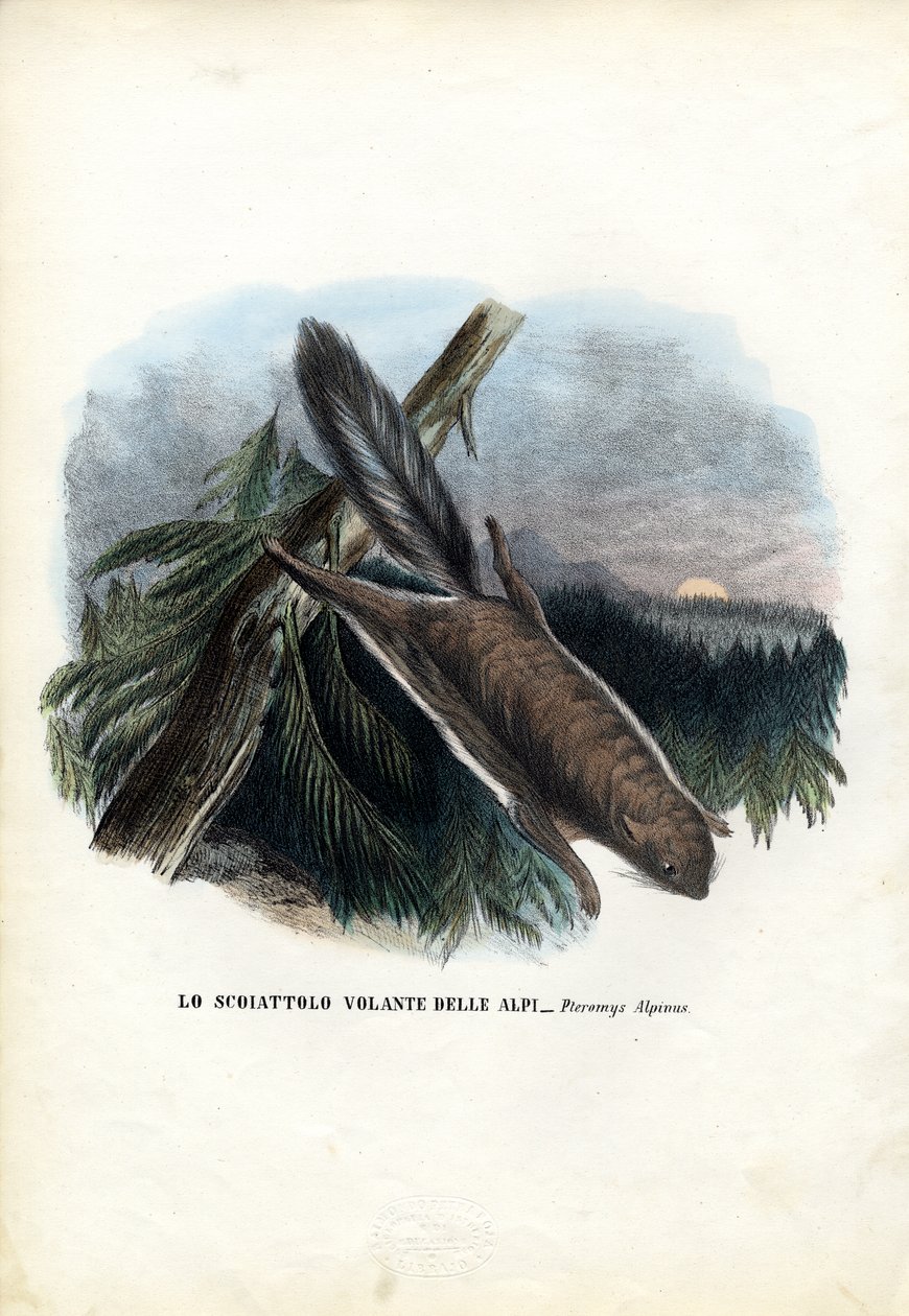Liito-orava, 1863-79 tekijältä Raimundo Petraroja