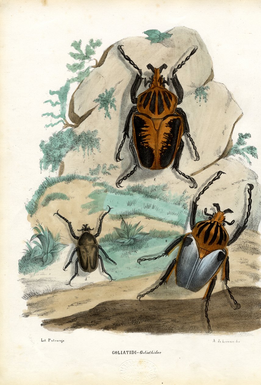 Goljatkuoriaiset, 1863-79 tekijältä Raimundo Petraroja