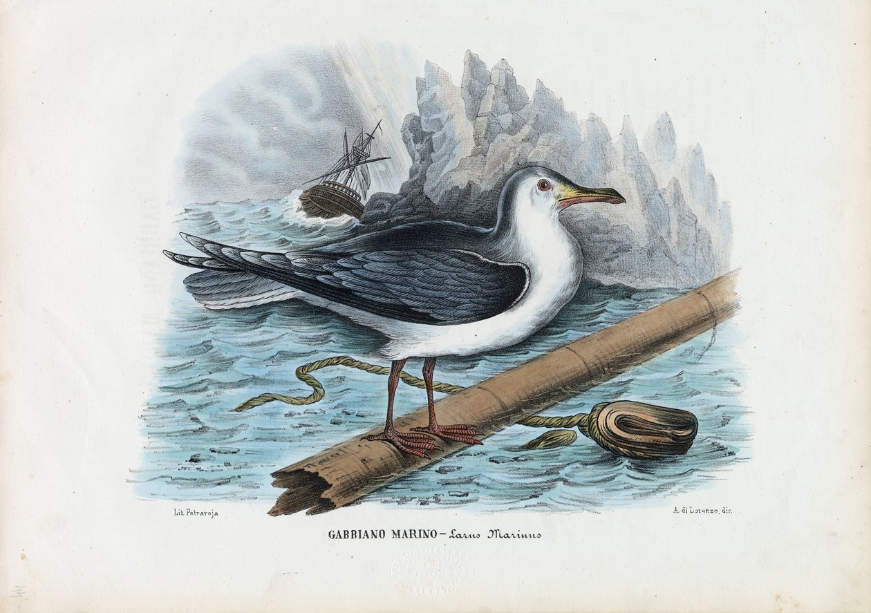 Isoselkälokki, 1863-79 tekijältä Raimundo Petraroja