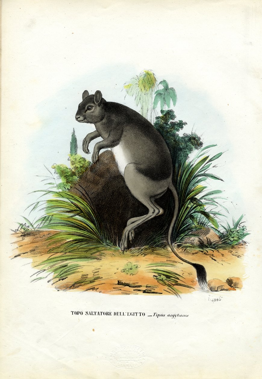 Suur-Egyptin Jerboa, 1863-79 tekijältä Raimundo Petraroja