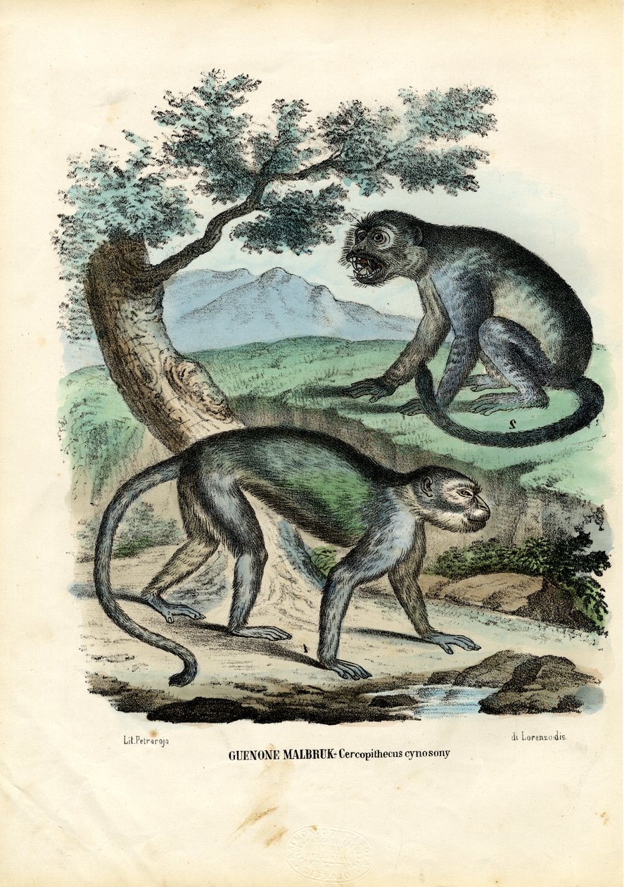 Green or Malbrouck Monkey, 1863-79 tekijältä Raimundo Petraroja