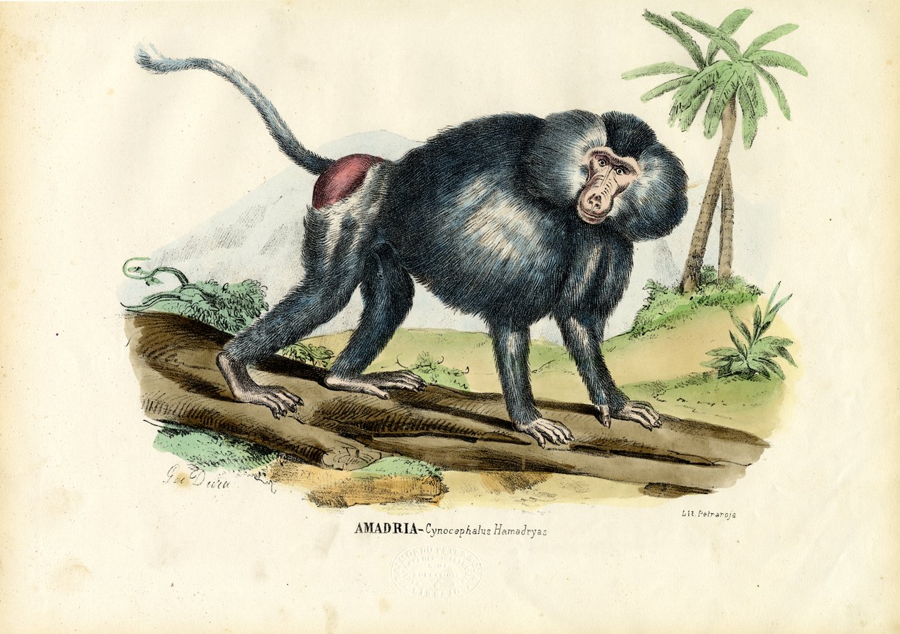 Harmaa paviaani, 1863-79 tekijältä Raimundo Petraroja