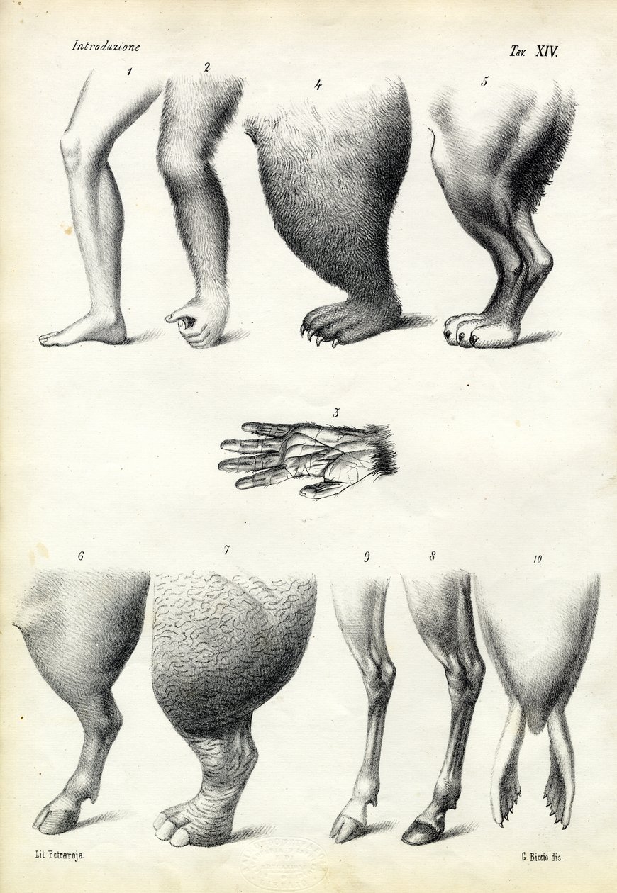 Jalat, 1863-79 tekijältä Raimundo Petraroja