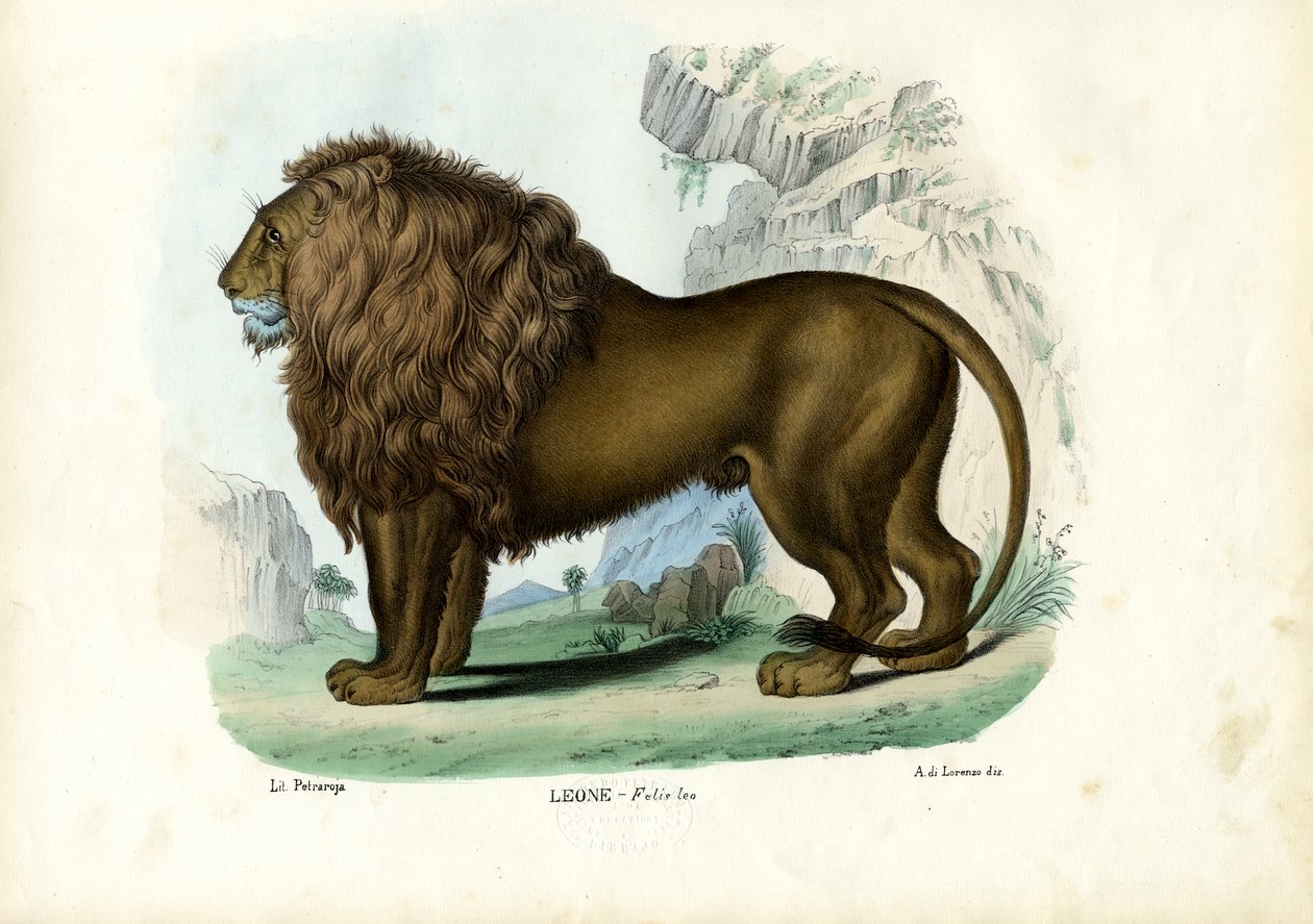 Leijona, 1863-79 tekijältä Raimundo Petraroja