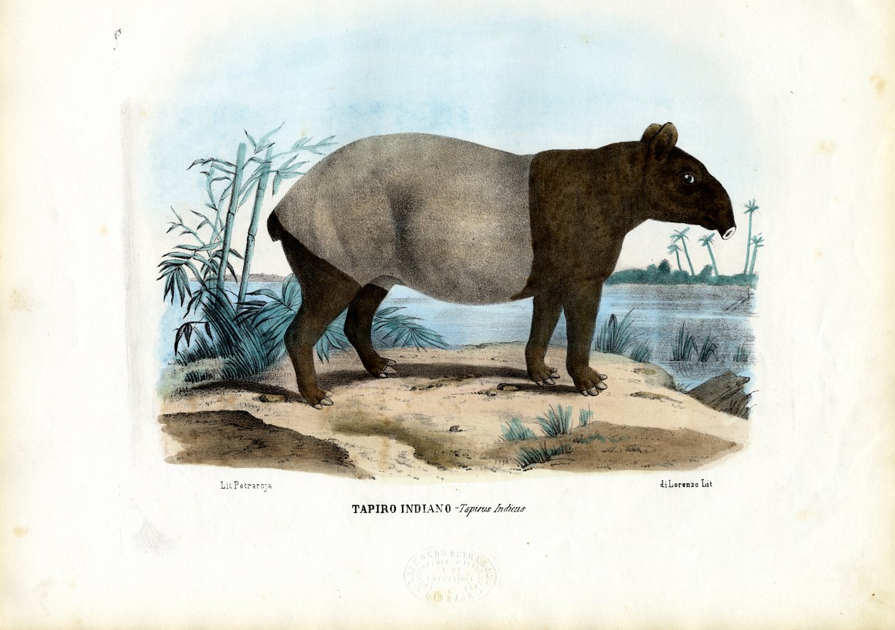 Malaijilainen tapiiri, 1863-79 tekijältä Raimundo Petraroja