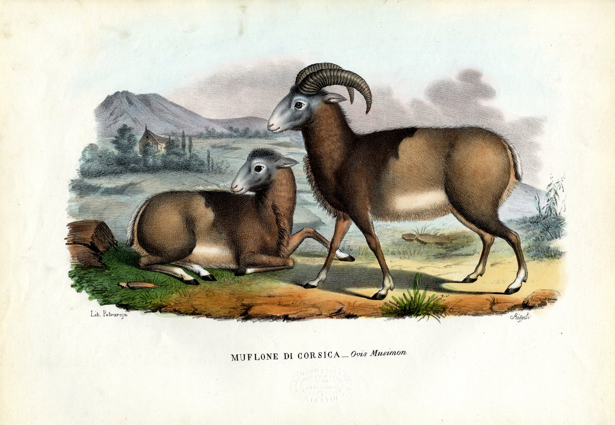 Muflon, 1863-79 tekijältä Raimundo Petraroja